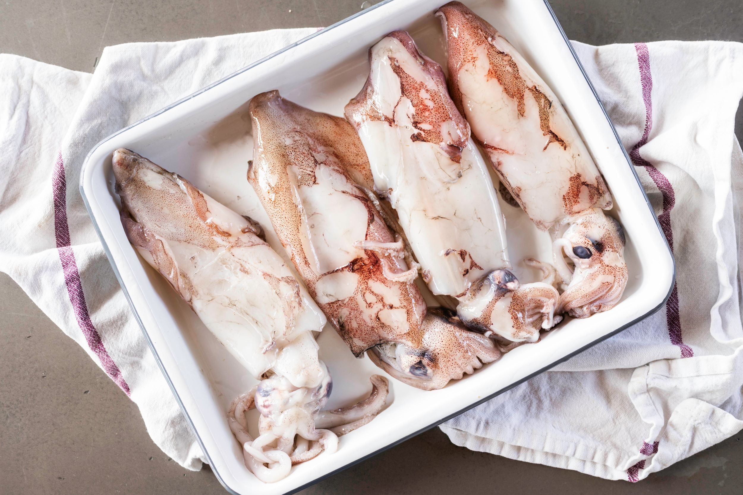 squid